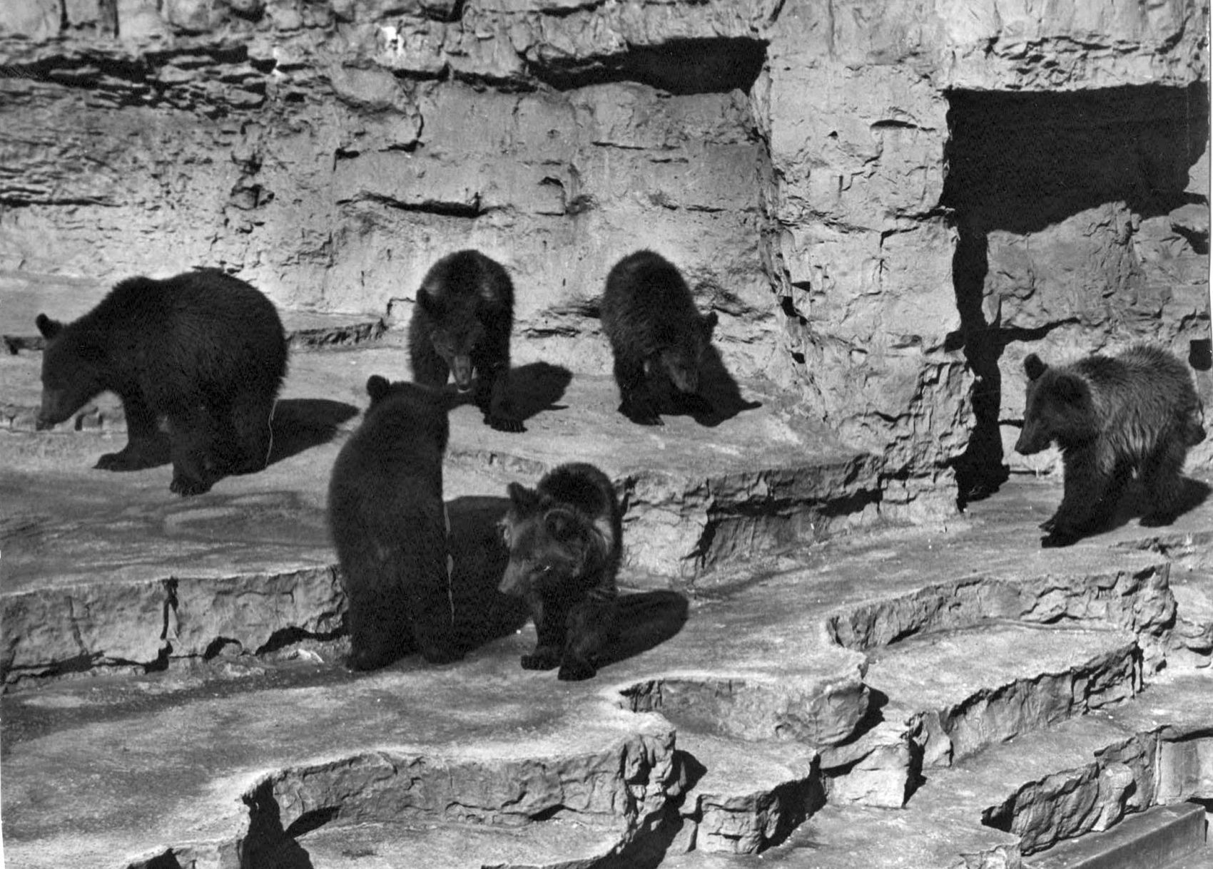 Bears at the St. Louis Zoo in 1929